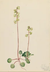 Green Pyrola