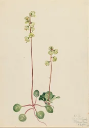 Green Pyrola