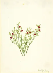 Grouse Whortleberry
