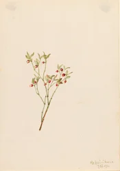 Grouse Whortleberry Vaccinum scoparium