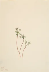 Harbinger of Spring Erigenia bulbosa, 1920
