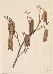 Hazel Alder