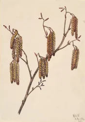 Hazel Alder Alnus Rugosa
