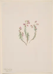 Heather