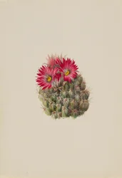 Hedgehog Cactus