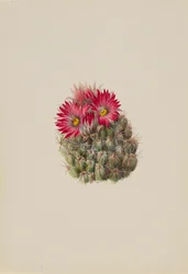 Hedgehog Cactus Coryphantha arizonica