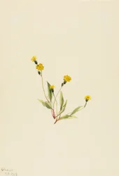 Slender Hawkweed