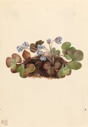Hepatica