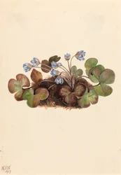 Hepatica Hepatica Americana