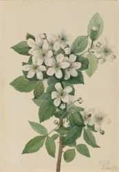 Highbush Blackberry