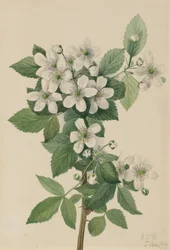 Highbush Blackberry