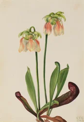 Hybrid Pitcherplant Sarracenia minor x psittacina, 1930