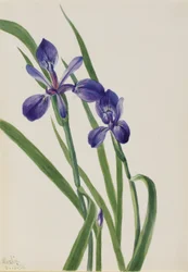 Iris (Iris species)