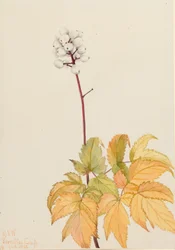 Ivory Baneberry