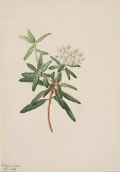 Labrador Tea