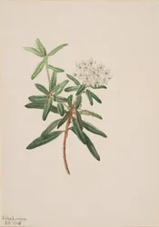 Labrador Tea Ledum groenlandicum
