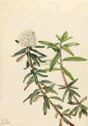 Labrador Tea