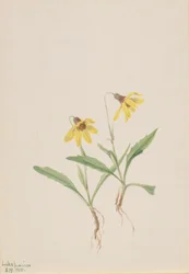 Lake Louise Arnica