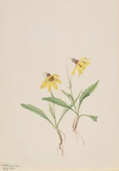 Lake Louise Arnica