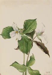 Large White Trillium