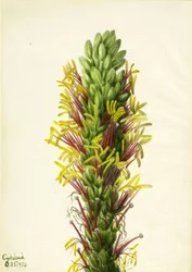 Lechuguilla Agave Lechuguilla
