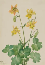 Lemon Columbine