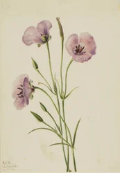Lilac Mariposa