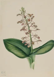 Lily Twayblade