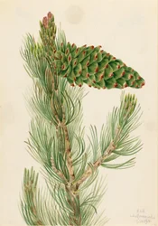 Limber Pine