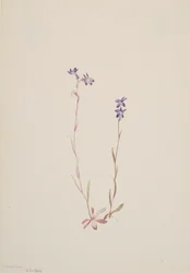 Lobelia Kalmii