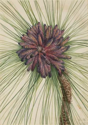 Longleaf Pine Pinus palustris