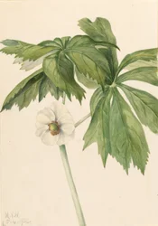 Mayapple