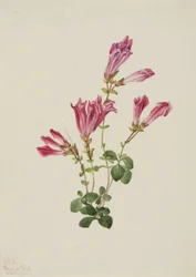 Menzies Pentstemon, 1925