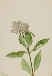 Milkweed