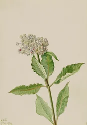Milkweed