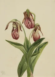 Moccasin Flower