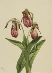 Moccasin Flower Cypripedium Acaule