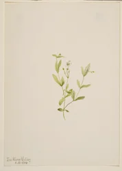Moehringia laberiflora