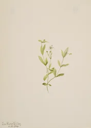 Moehringia laberiflora, 1904