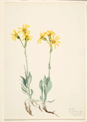Montana Parnassia