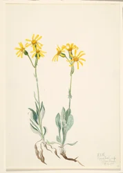 Montana Parnassia, 1920