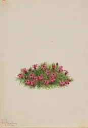 Moss Campion