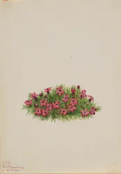 Moss Campion Silene acaulis, 1924