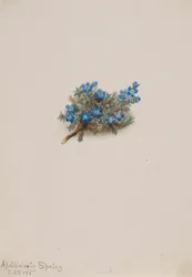 Moss Forget-me-not (Eritichum elongatum)