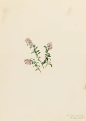 Mountain Cranberry