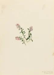 Mountain Cranberry Vaccinium vitisidaea minus