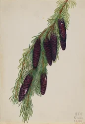 Mountain Hemlock