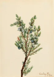 Mountain Juniper (Juniperus sibirica)