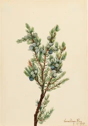 Mountain Juniper