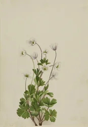Northern Anemone, 1924